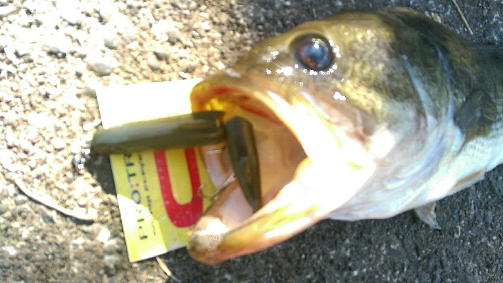 四月一日　バス釣り