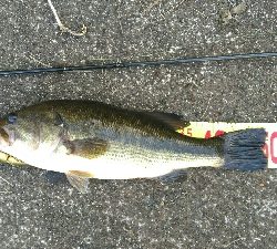 本日二本目　サイズup