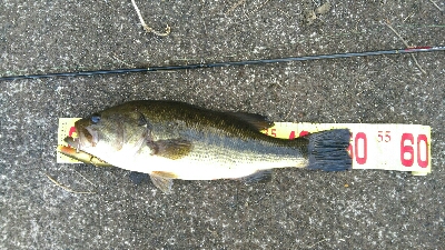 本日二本目　サイズup