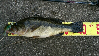 二日続けて同じ野池の同じポイントを攻めてみ…