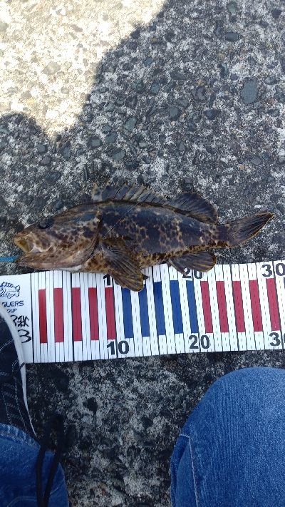 シーバス狙うも…