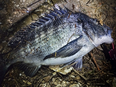 久しぶりの年無し