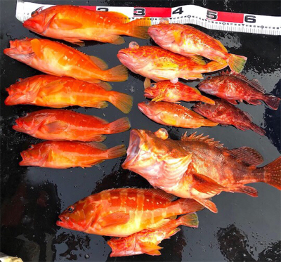 29日うぐるBOX釣果