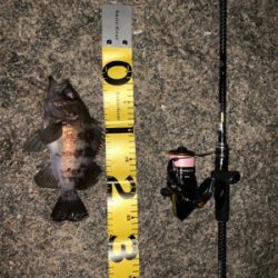 マッチョなメバル