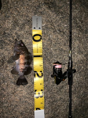 マッチョなメバル