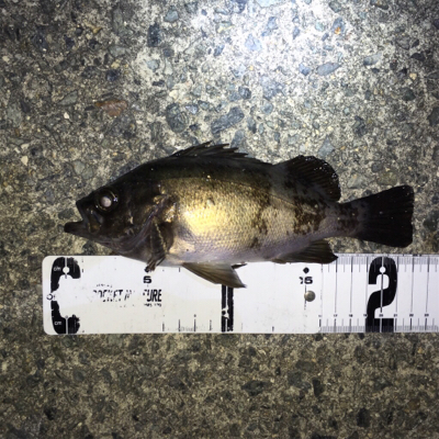 強風ライトゲーム