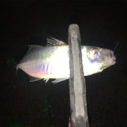 アジ、ロックいい感に！