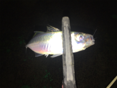 アジ、ロックいい感に！