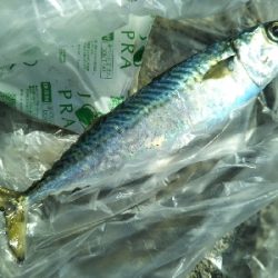 サバ釣れます。