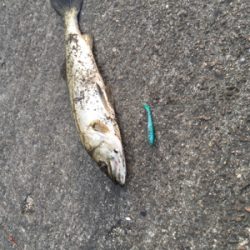 気温は激寒いが、水温はさがらず!