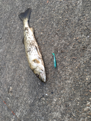 気温は激寒いが、水温はさがらず！