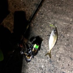 ナイトアジング