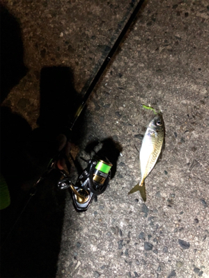 ナイトアジング