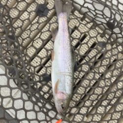 エリアトラウト