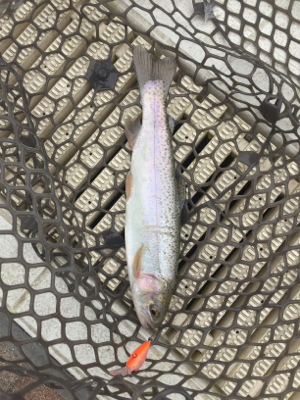 エリアトラウト