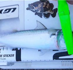 毎度の朝まずめサバゲー