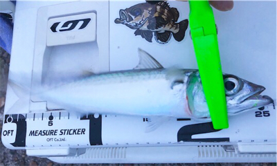 毎度の朝まずめサバゲー