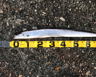 桜満開  タチウオ