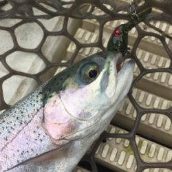 エリアトラウト