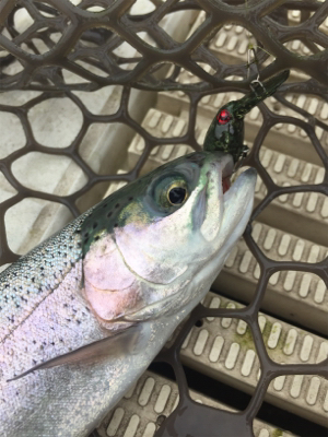 エリアトラウト