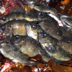 春爆？メバリング