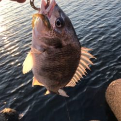 今日も朝だけチニング