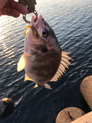 今日も朝だけチニング
