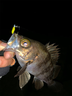 無風メバリング