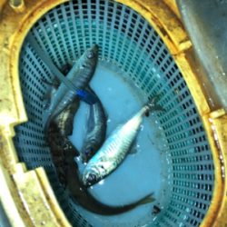 釣れてる聞いたからアジング