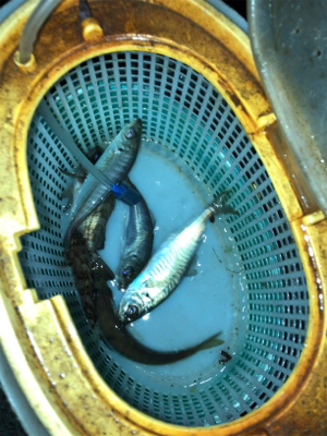 釣れてる聞いたからアジング