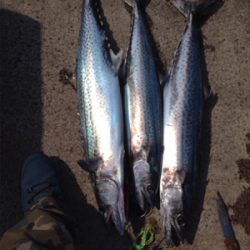 見渡す限り鳥山発生!