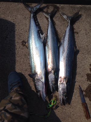 見渡す限り鳥山発生！