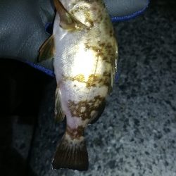 ナイトメバリング