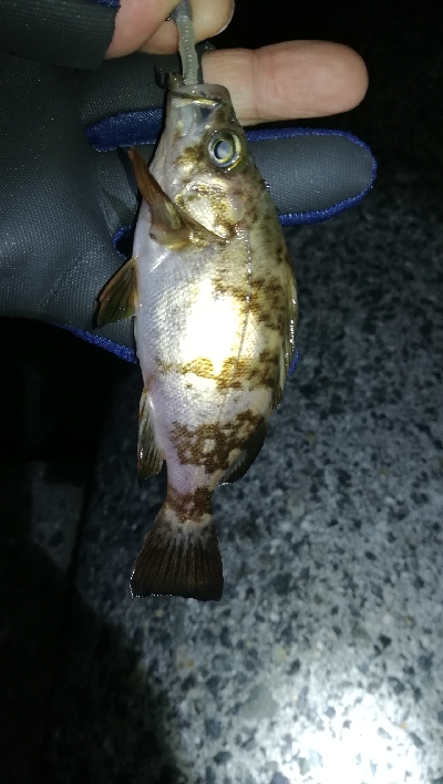 ナイトメバリング