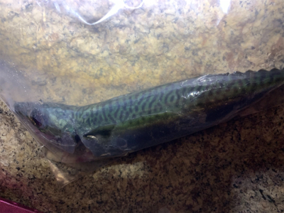 仕事終わりにライトゲーム