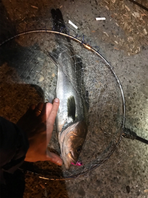 今年初シーバス