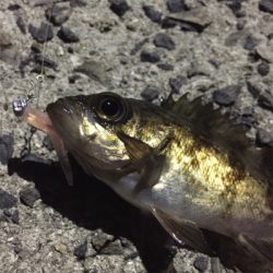 アジングのつもりが