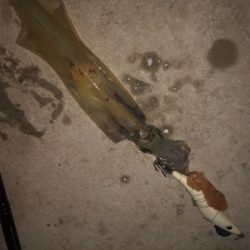 平成最後のヤリイカ釣り