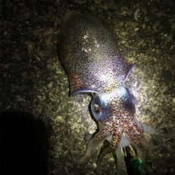 南紀エギング遠征