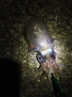 南紀エギング遠征