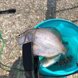 花見ガレイを夢見て