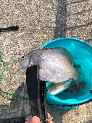 花見ガレイを夢見て