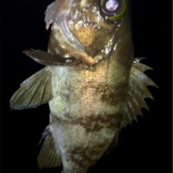 メバリング1825〜1935