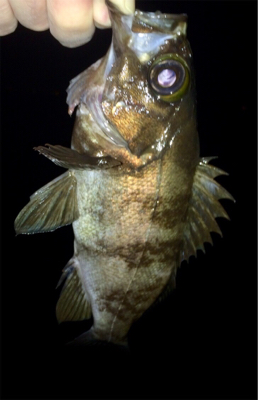 メバリング1825〜1935