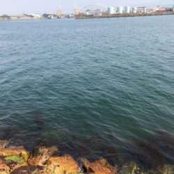 チヌフカセ釣り