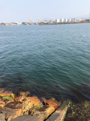 チヌフカセ釣り