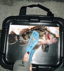 初めての生口島ライトゲーム