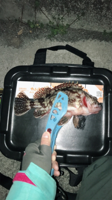 初めての生口島ライトゲーム