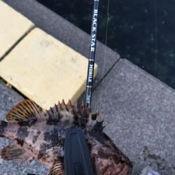 アジを求めて⑦