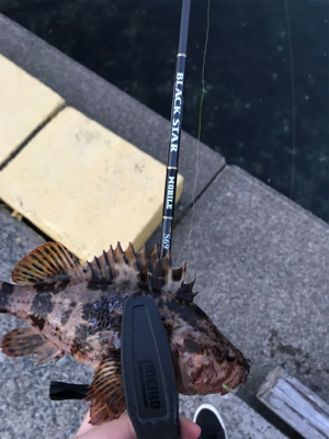 アジを求めて⑦